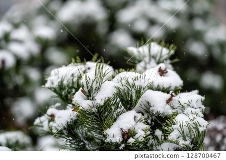 Snow covered fir tree branches outdoors. Winter nature details. 128700467