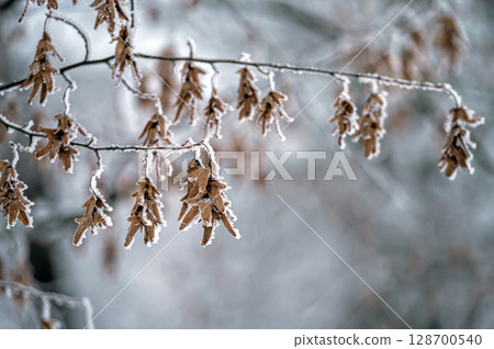 Snow on tree branches. Frost on tree branches. Nature weather closeup. Winter background. 128700540