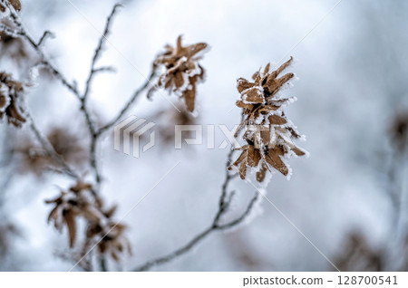 Snow on tree branches. Frost on tree branches. Nature weather closeup. Winter background. 128700541