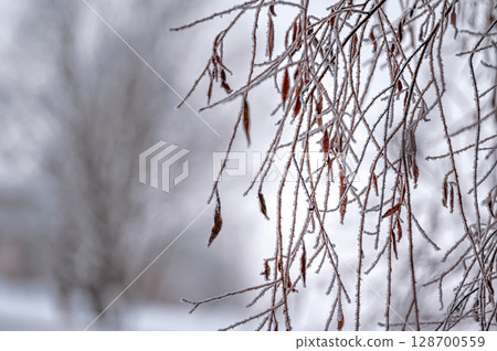 Snow on tree branches. Frost on tree branches. Nature weather closeup. Winter background. Snow on tree branches. Frost on tree branches. Nature weather closeup. Winter background. 128700559