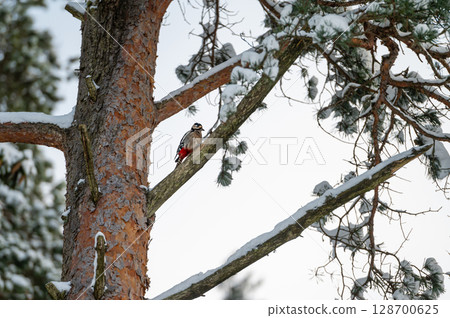 Great spotted woodpecker in winter scenes 128700625