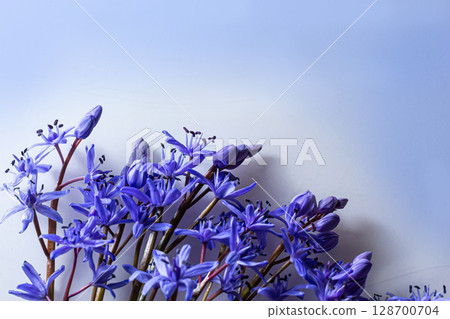 Flower design - floral border made of Scilla bifolia two-leaf squill or alpine squill isolated on white background with space for text. Spring decoration Flower design - floral border made of Scilla bifolia two-leaf squill or alpine squill isolated on white background with space for text. Spring decoration 128700704