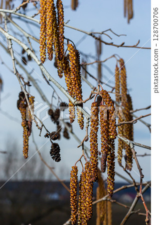 Small branch of black alder Alnus glutinosa with male catkins and female red flowers. Blooming alder in spring beautiful natural background with clear earrings and blurred background Small branch of black alder Alnus glutinosa with male catkins and female red flowers. Blooming alder in spring beautiful natural background with clear earrings and blurred background 128700706
