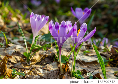 Close up detail with a Crocus heuffelianus or Crocus vernus spring giant crocus. purple flower blooming in the forest 128700712