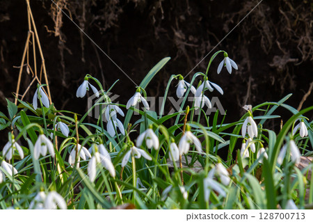 White snowdrop flowers. Galanthus blossoms illuminated by the sun in the green blurred background, early spring. Galanthus nivalis bulbous, perennial herbaceous plant in Amaryllidaceae family 128700713