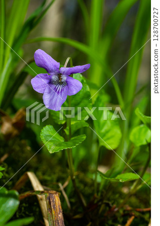 Viola odorata. Scent-scented. Violet flower forest blooming in spring. The first spring flower, purple. Wild violets in nature Viola odorata. Scent-scented. Violet flower forest blooming in spring. The first spring flower, purple. Wild violets in nature 128700727