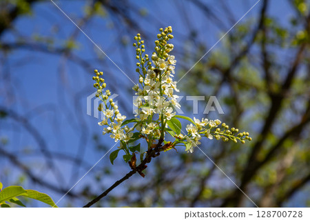 Selective focus photo. Bird cherry tree , Prunus padus blooming Selective focus photo. Bird cherry tree , Prunus padus blooming 128700728