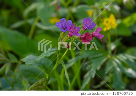 Vivid and bright pulmonaria flowers on green leaves background close up 128700730