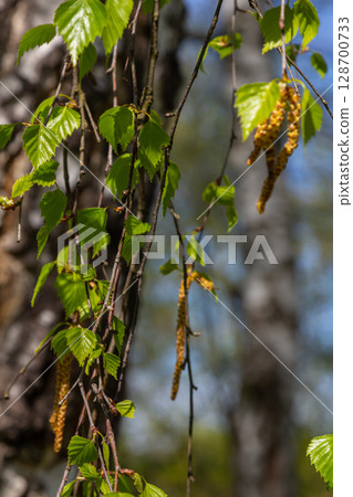 A birch branch with green leaves and earrings. Allergies due to spring blooms and pollen 128700733