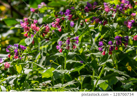 Vivid and bright pulmonaria flowers on green leaves background close up 128700734