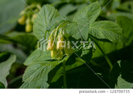 Flowering Symphytum tuberosum in the forest, spring-early summer, natural environment. Medicinal plant Flowering Symphytum tuberosum in the forest, spring-early summer, natural environment. Medicinal plant 128700735