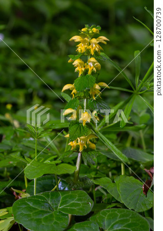 Yellow archangel plant Lamium galeobdolon with flowers and green leaves with white stripes, growing in a forest 128700739