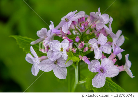 Lunaria rediviva, known as perennial honesty. Beautiful light purple flowers in bloom Lunaria rediviva, known as perennial honesty. Beautiful light purple flowers in bloom 128700742