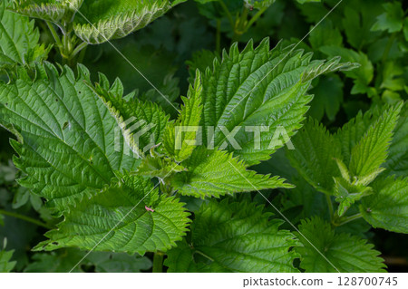 Urtica dioica or stinging nettle, in the garden. Stinging nettle, a medicinal plant that is used as a bleeding, diuretic, antipyretic, wound healing, antirheumatic agent 128700745