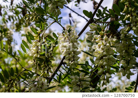 Honey bee collects nectar from white flowers tree acacia. Blooming clusters of acacia. Honey spring plant. Collect nectar. Branches of black locust, Robinia pseudoacacia, false acacia 128700750