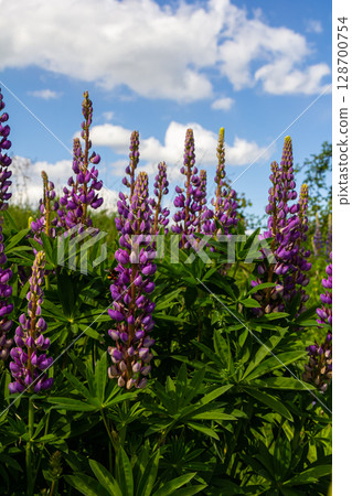 Lupinus, lupin, lupine field with pink purple and blue flowers Lupinus, lupin, lupine field with pink purple and blue flowers 128700754