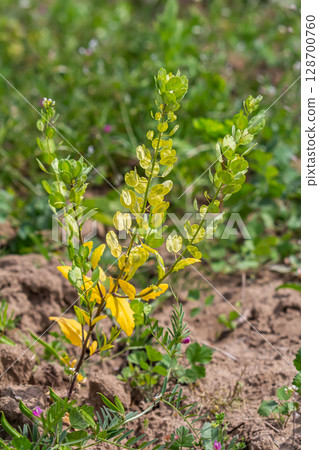 In nature, Thlaspi arvense grows among wild grasses 128700760