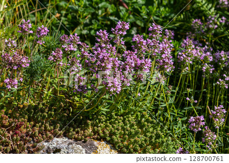 Blossoming fragrant Thymus serpyllum, Breckland wild thyme, creeping thyme, or elfin thyme close-up, macro photo. Beautiful food and medicinal plant in the field in the sunny day 128700761
