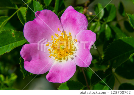 Dog rose, Rosa canina, is an important medicinal plant with pink or white flowers and is used in medicine. It is a wild rose and has red rosehip fruits in the fall 128700762
