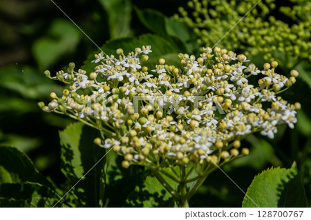 Flower buds and flowers of the Black Elder in spring, Sambucus nigra 128700767