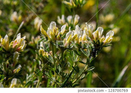 In the spring Chamaecytisus ruthenicus blooms in the wild 128700769