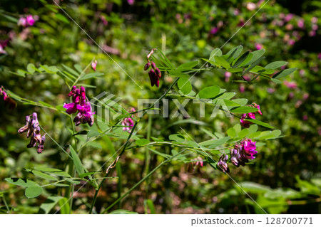 Lathyrus niger grows in the wild nature of the forest in spring Lathyrus niger grows in the wild nature of the forest in spring 128700771