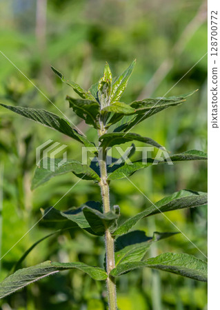 Mentha, also known as mint, used as a spice for tea and flavoring of food and other drinks Mentha, also known as mint, used as a spice for tea and flavoring of food and other drinks 128700772