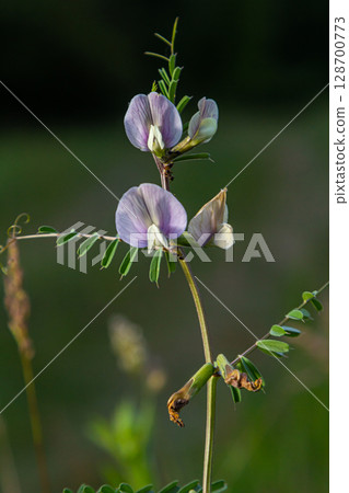 Vicia grandiflora - Wild plant shot in the spring 128700773