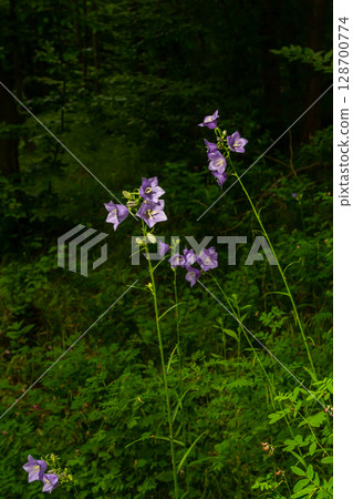Photo of Campanula latifolia flower, broad-leaved bellflower, urple, botany forest meadow, spring flowering plant forest, nature macro photo 128700774