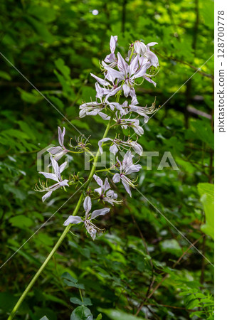 Detail on a beautiful Dictamnus albus in white and pink blooming 128700778