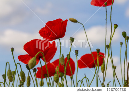 Papaver rhoeas or common poppy, red poppy is an annual herbaceous flowering plant in the poppy family, Papaveraceae, with red petals Papaver rhoeas or common poppy, red poppy is an annual herbaceous flowering plant in the poppy family, Papaveraceae, with red petals 128700788