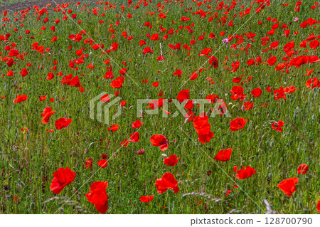 Papaver rhoeas or common poppy, red poppy is an annual herbaceous flowering plant in the poppy family, Papaveraceae, with red petals 128700790