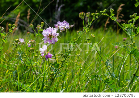 the flowers of Securigera varia - crownvetch, purple crown vetch the flowers of Securigera varia - crownvetch, purple crown vetch 128700793