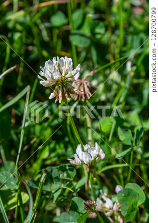 White clover flowers among the grass. Trifolium repens 128700799