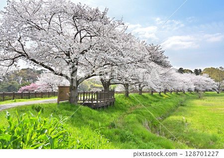 Minuma rice fields and cherry blossom corridor, Nambu Ryotsuji 128701227