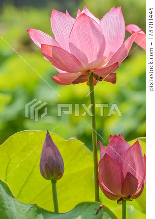 夏季風景：蓮花 128701445
