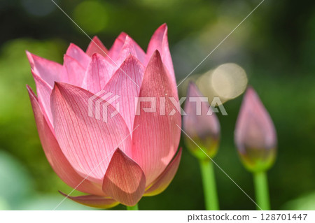 夏季風景：蓮花 128701447