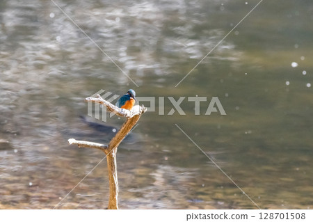 [Wild bird] Kingfisher perched on a branch 128701508
