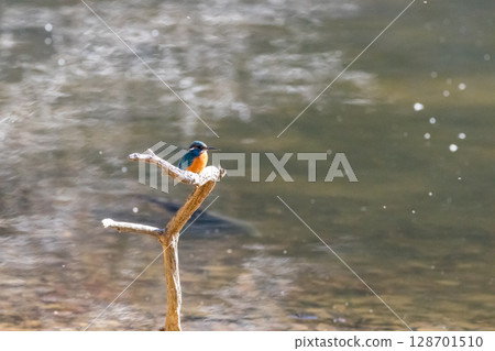 [Wild bird] Kingfisher perched on a branch 128701510