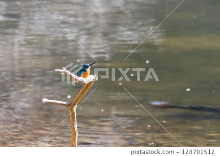 [Wild bird] Kingfisher perched on a branch 128701512