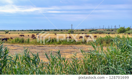 Summer Pasture with Horses. Herd of horses grazing in dry yellow field under cloudy sky near power lines. Concept of rural lifestyle, freedom, scenic farmland 128701699