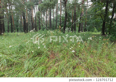 Forest meadow with wildflowers and tall trees bathed in natural light. 128701712
