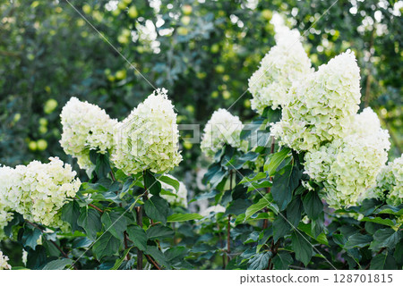 White Flowers of Climbing Hydrangea Polar Bear in Sunlight 128701815