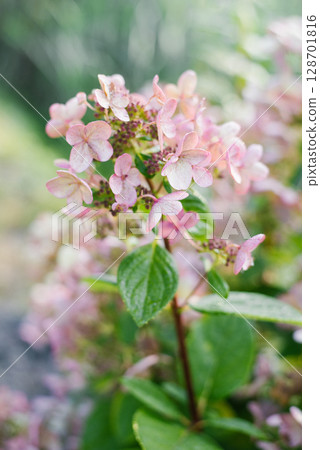 Pink and red flowers of hydrangea Wim's Red 128701816