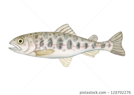 Stream fishing, river fishing, fishing, fish, yamame trout, watercolor illustration 128702276