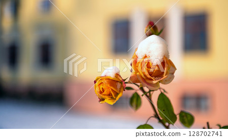 closeup of a yellow snowy rose on a defocused background, winter attack in autumn closeup of a yellow snowy rose on a defocused background, winter attack in autumn 128702741