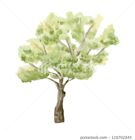 Watercolor light green tree hand drawn illustration isolated on white background for simple landscapes and village garden designs. Summer nature drawing clip art Watercolor light green tree hand drawn illustration isolated on white background for simple landscapes and village garden designs. Summer nature drawing clip art 128702845