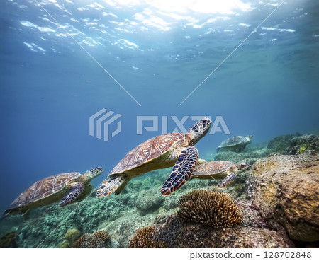 海龜在海洋中游泳的圖像 128702848
