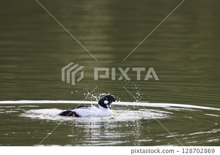 Rhododendron 128702869