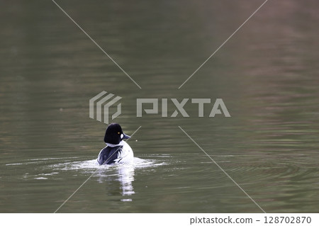 Rhododendron 128702870